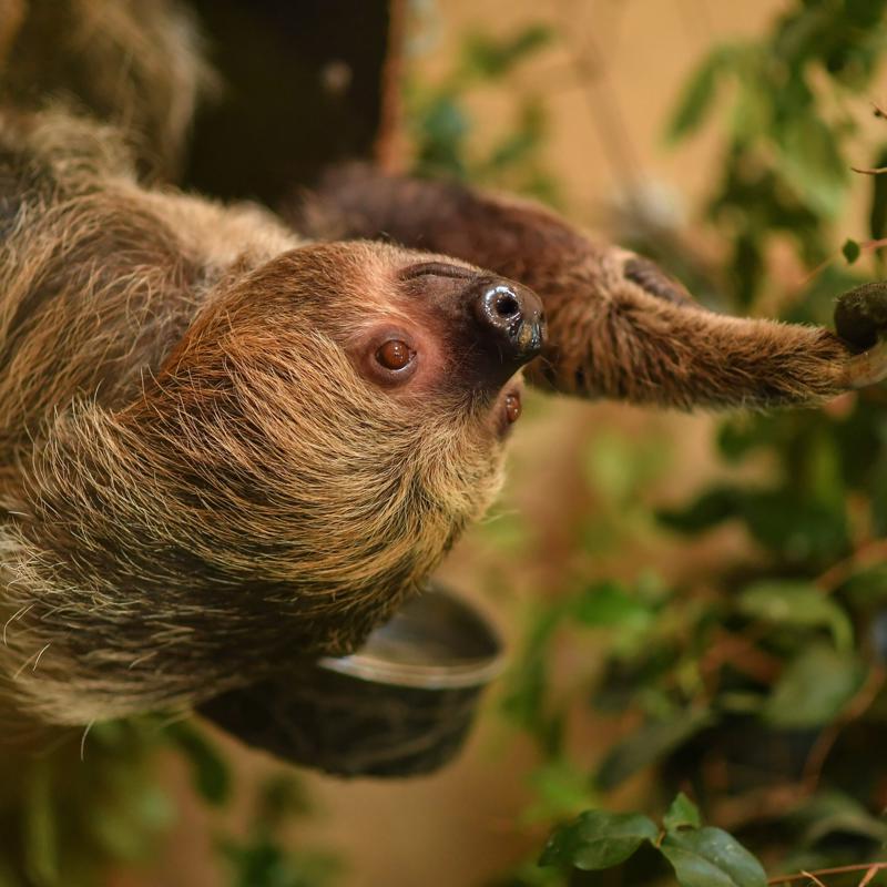 Sloth Tina 5 Scaled