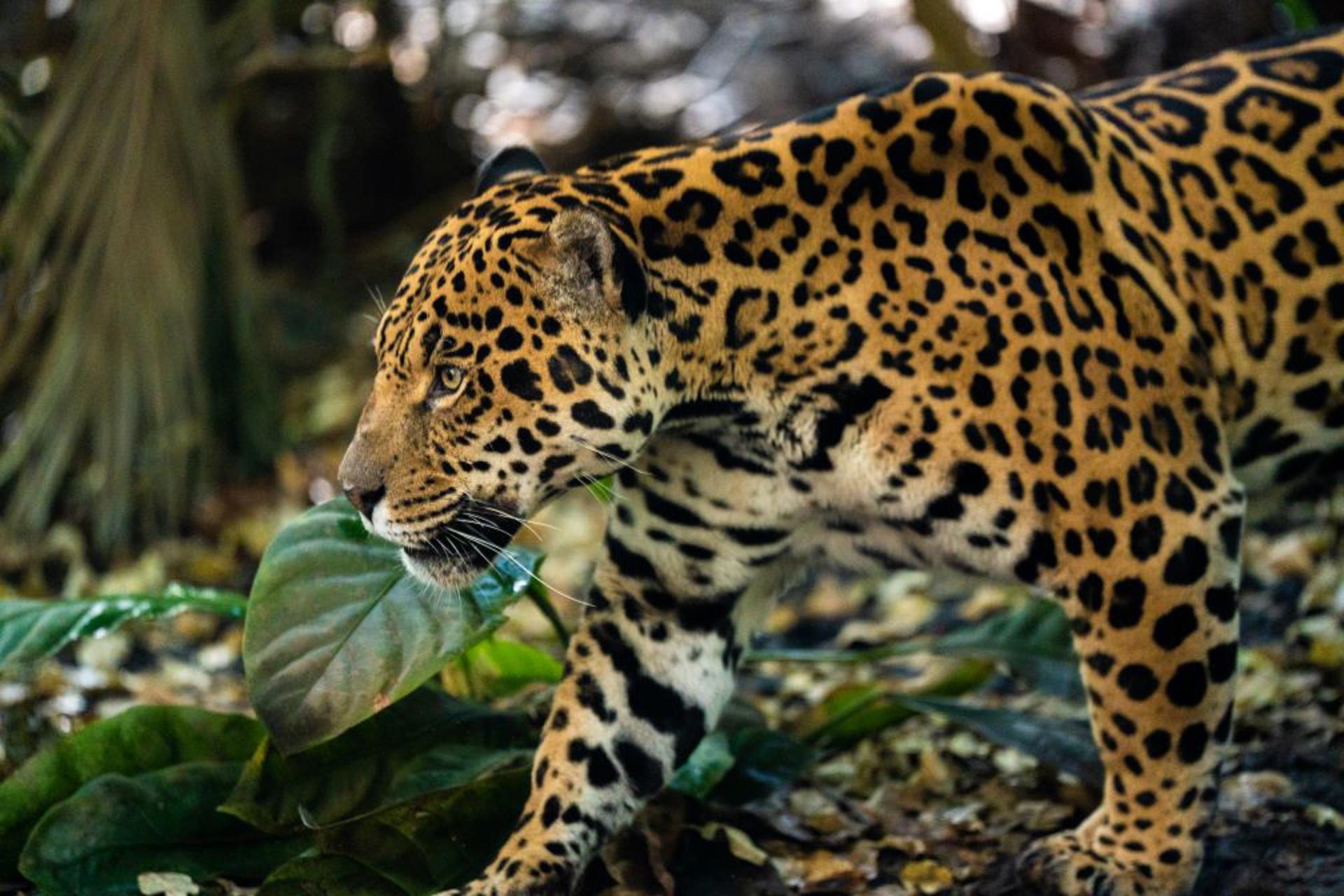 Jaguar At The Zoo 1