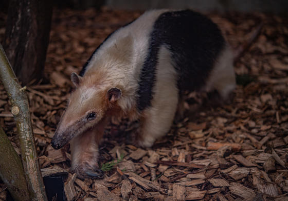Tamandua 4