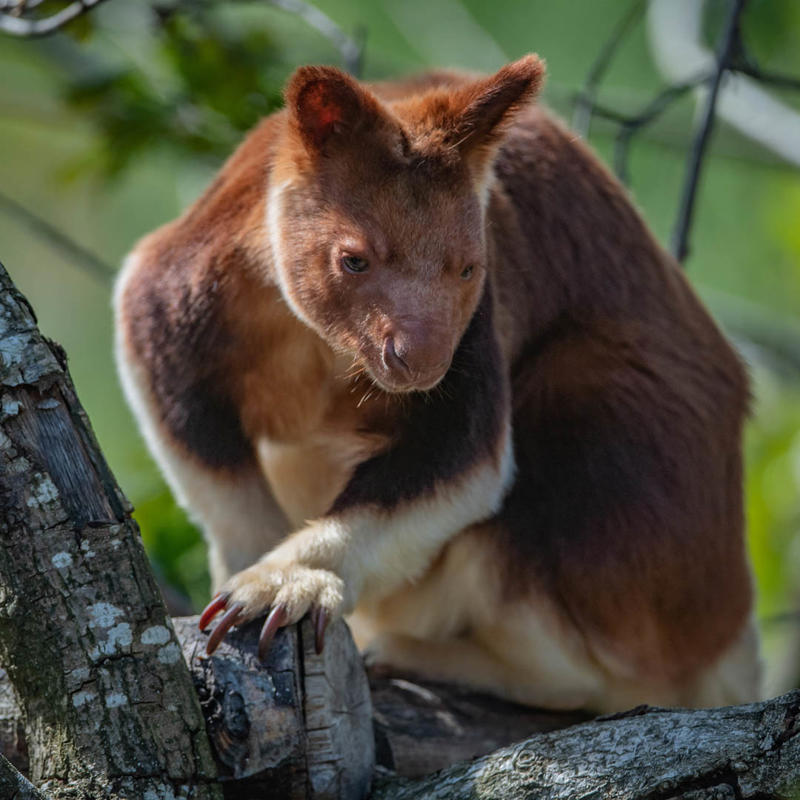 Tree kangaroo at Chester Zoo