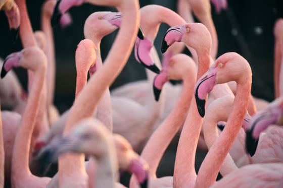 Greater Flamingo 003