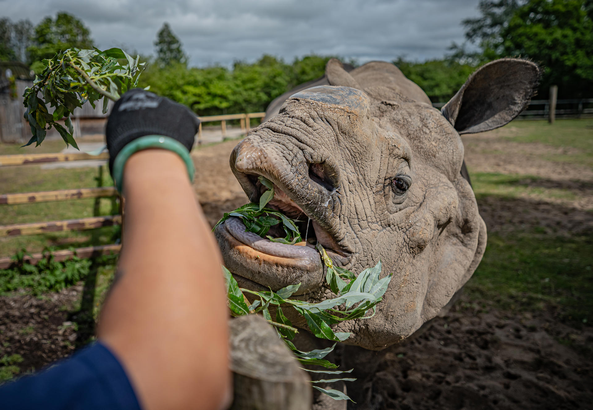 Rhino Feed 041