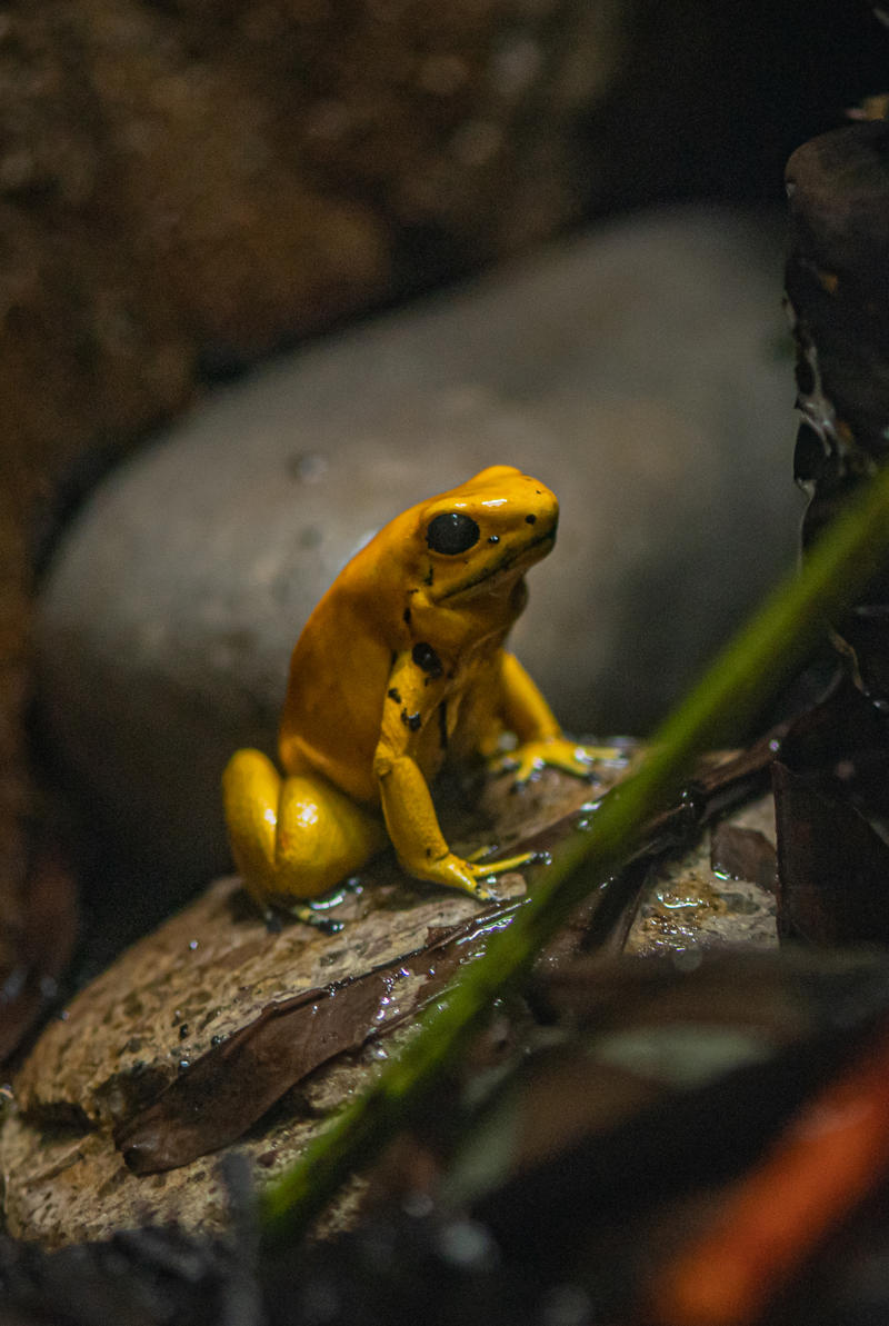 Golden poison dart frog at Chester Zoo