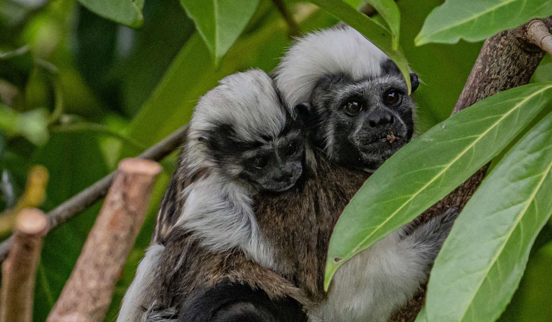 Cotton Top Tamarins
