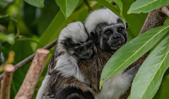 Cotton Top Tamarins