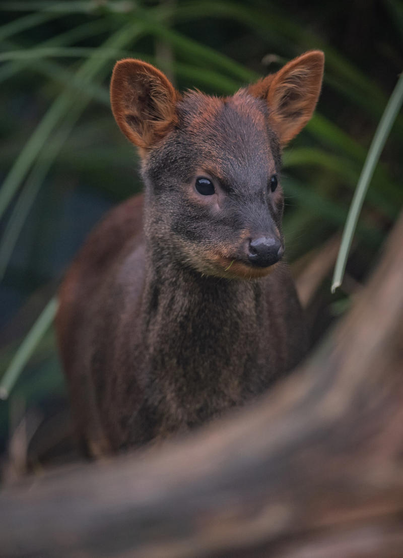 Pudu at Chester Zoo