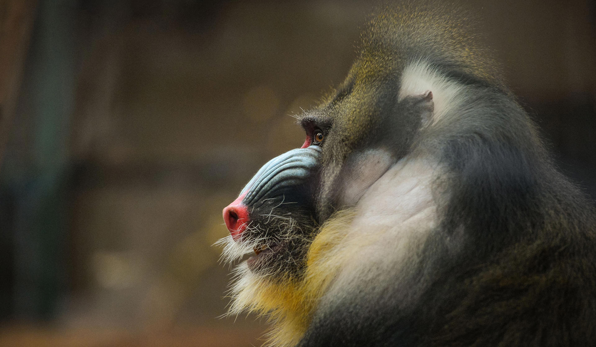 Mandrill at Chester Zoo