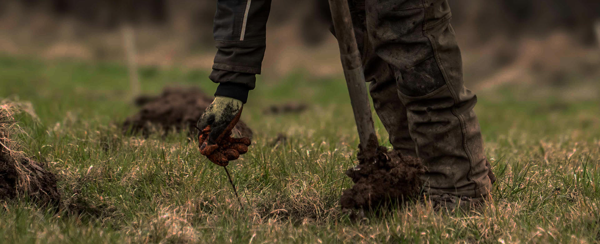 Tree Planting Banner Pic
