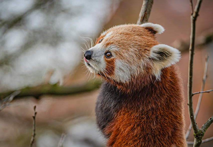 Akashi The Red Panda Has Arrived At Chester Zoo To Help Safeguard Her Species From Extinction 18