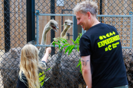 Ostrich Experience 2