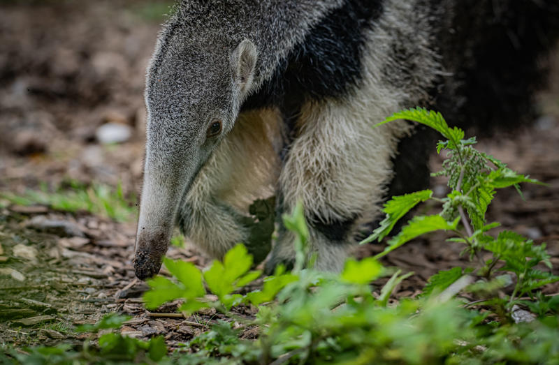 A close up shot of an anteater sniffing at the ground
