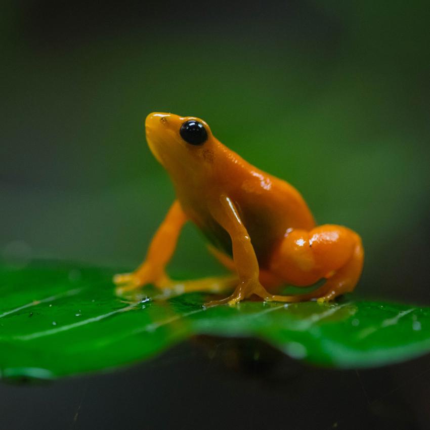 Mindful Moments Golden Mantella Frog, Square