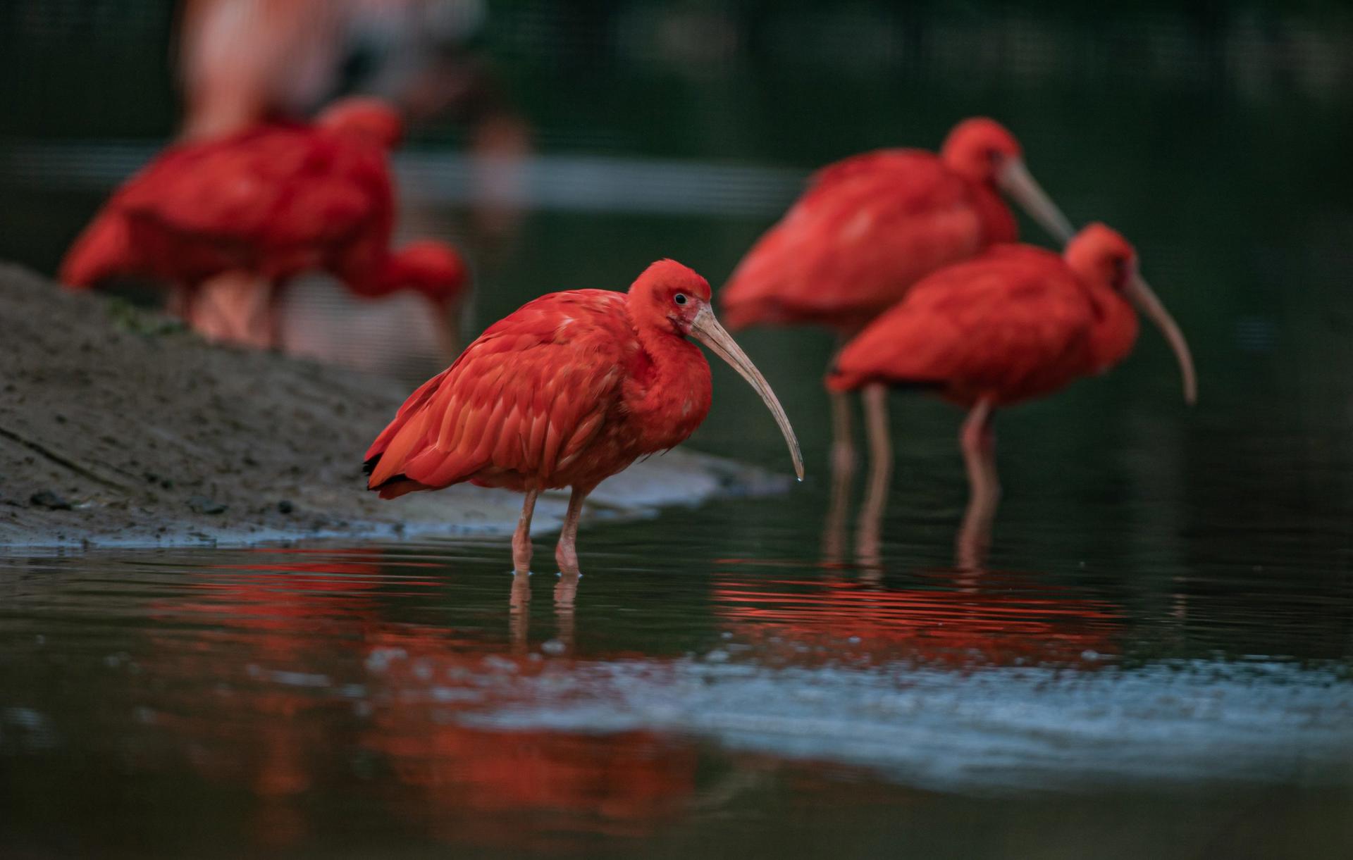 Scarlet Ibis 1