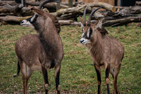 Roan Antelope 004