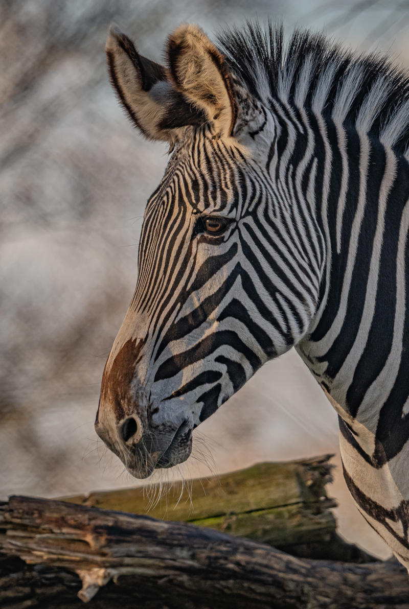 Grevy's Zebra 013