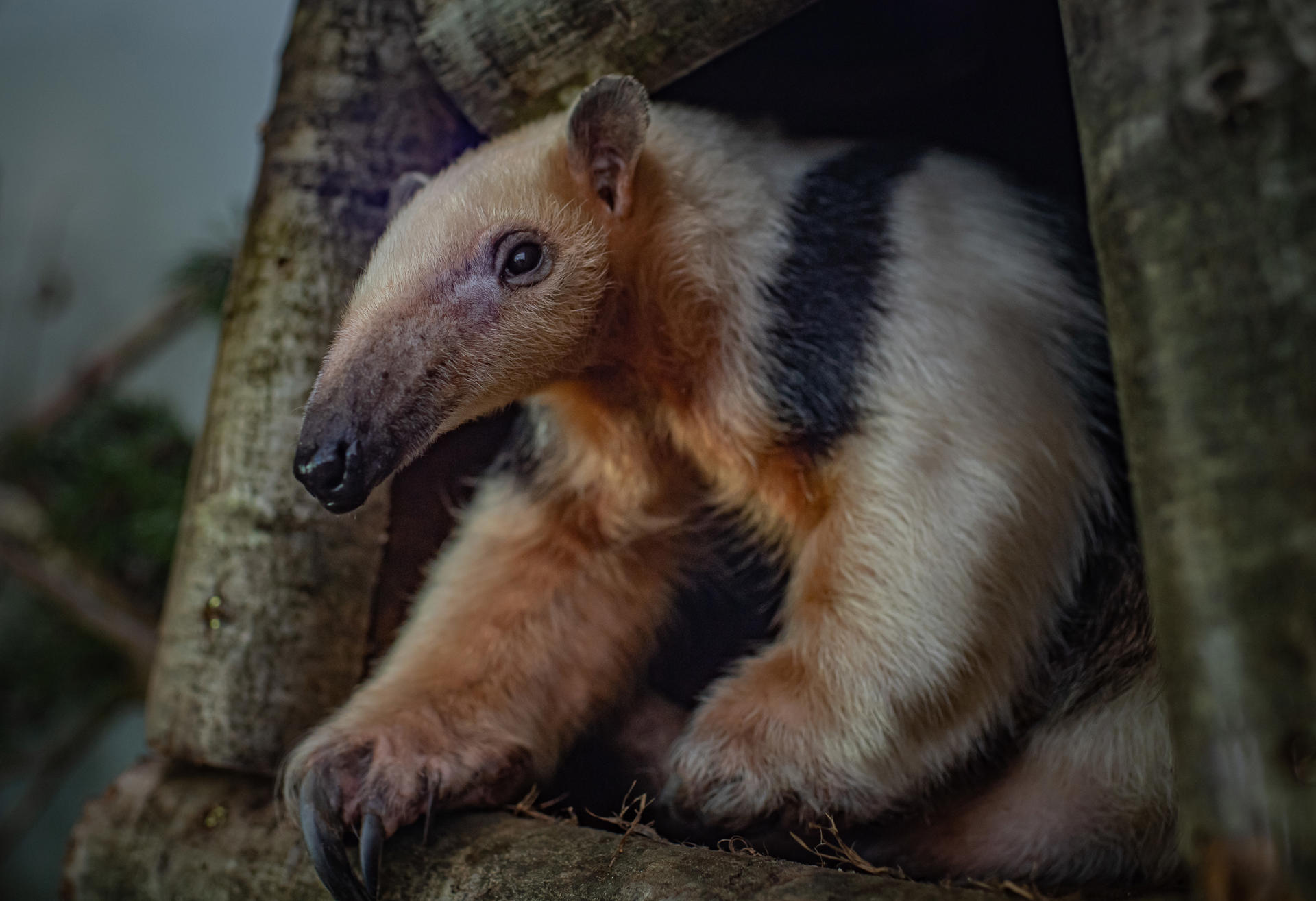 Tamandua 10