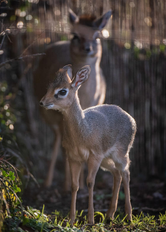 Kirk's Dik Dik 6