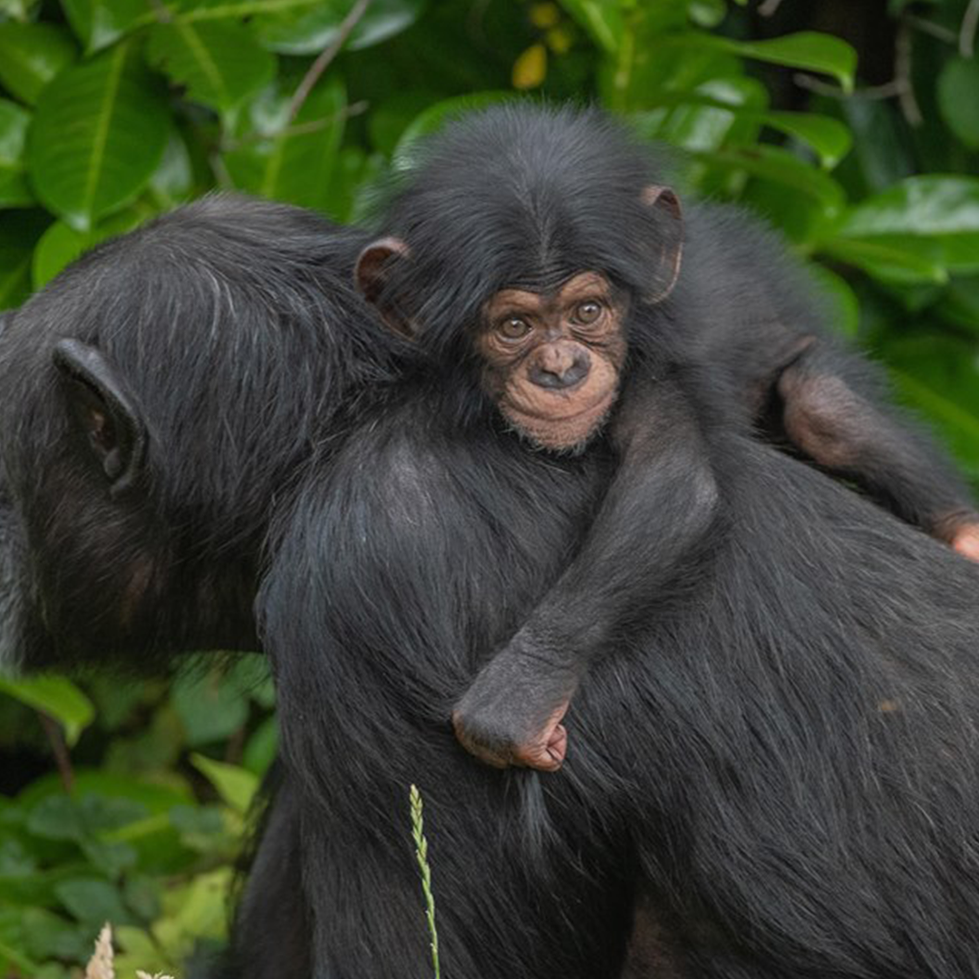 Chimpanzee 1