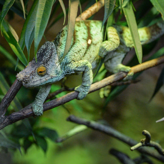 Parson's Chameleon 7