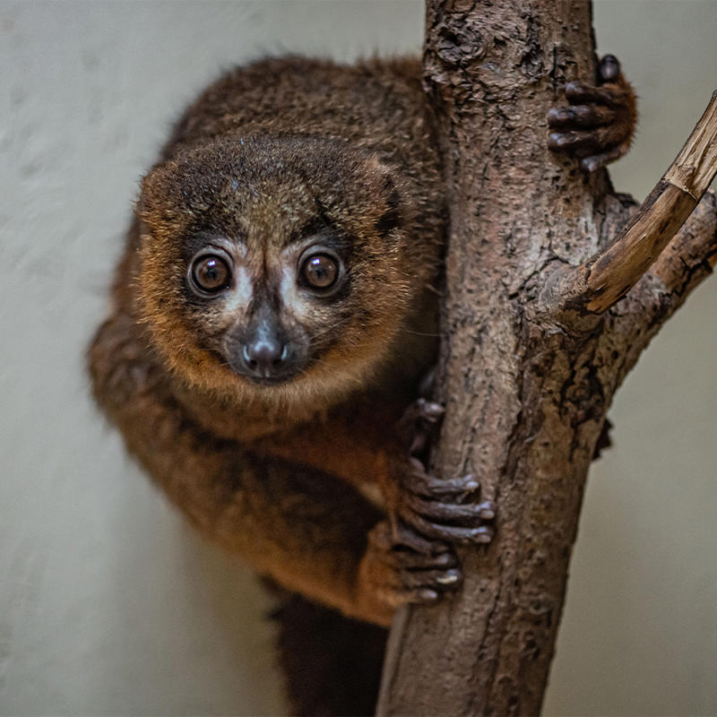 Red-bellied lemur at Chester Zoo