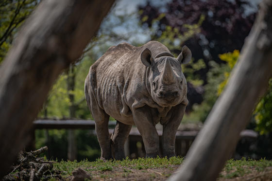 Black Rhino 4