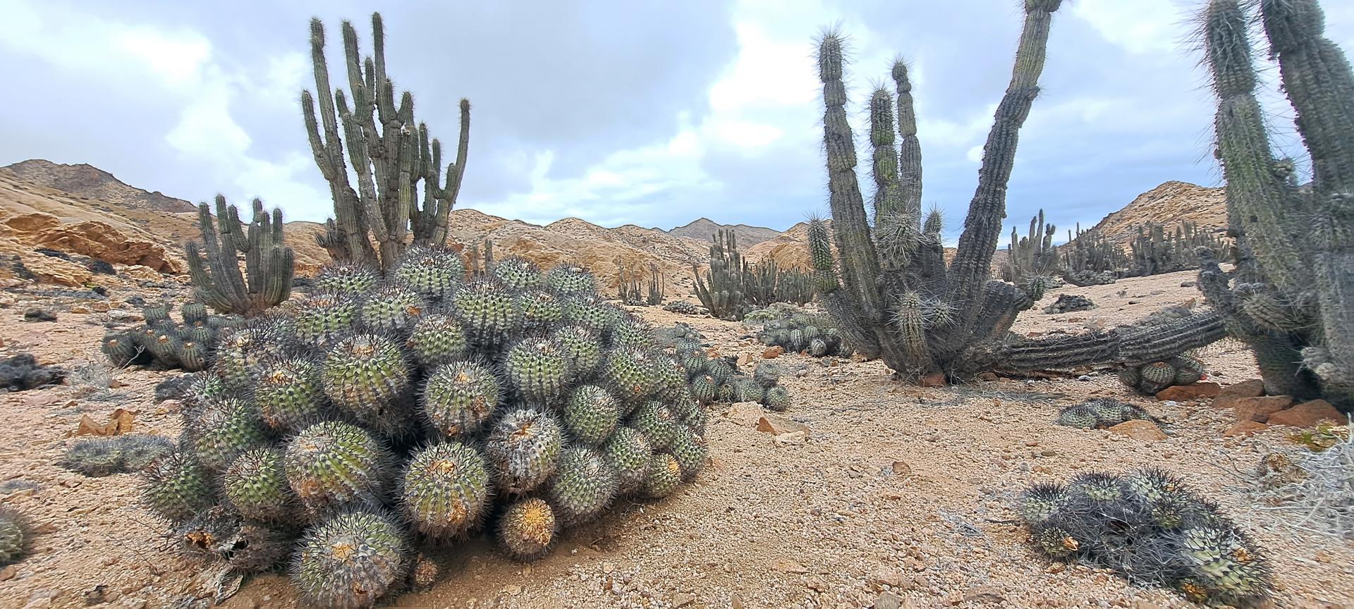 A banner pic showing cacti in a rocky landscape