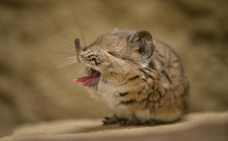 Sengi at Chester Zoo