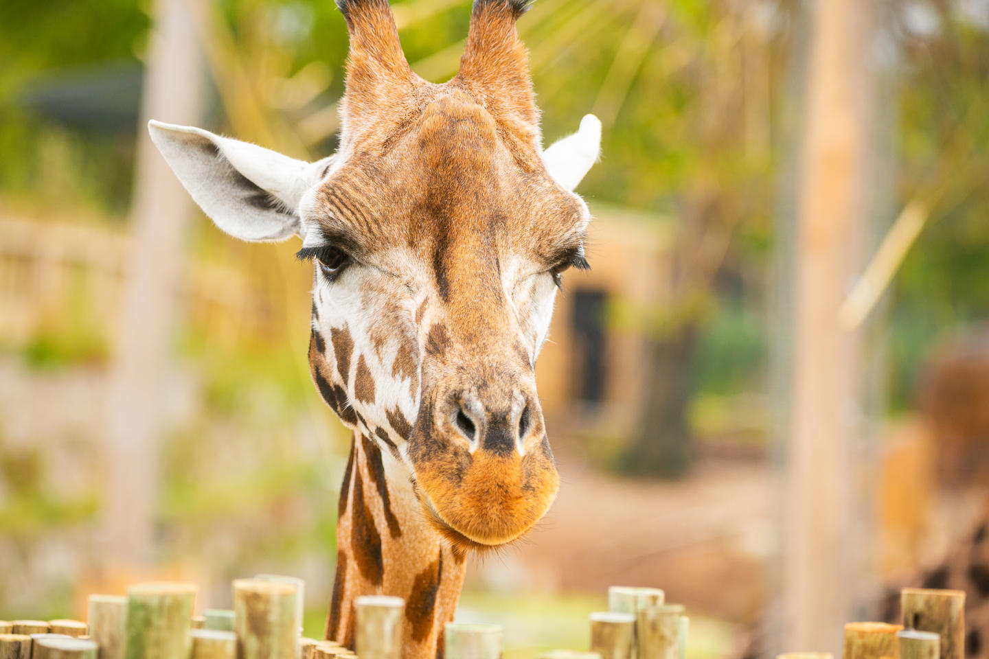 New Giraffe Experience 001
