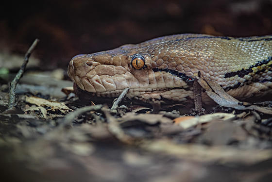 ‘World First’ Cancer Treatment Saves Python After Tumour Destroys Part Of Her Jaw Post Op (C) Chester Zoo