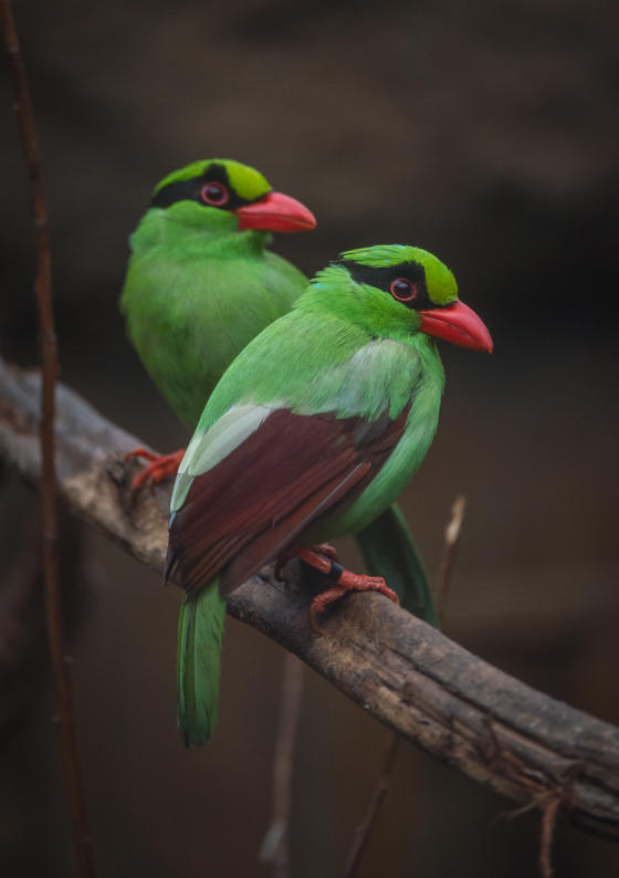 Javan Green Magpies Two Of 21,314 Animals At Chester Zoo
