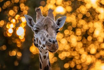 Giraffe 4 Min