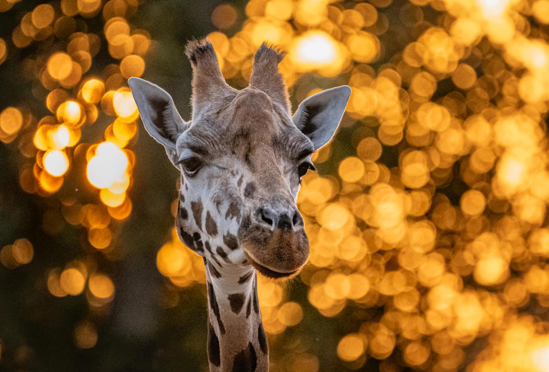 Giraffe 4 Min