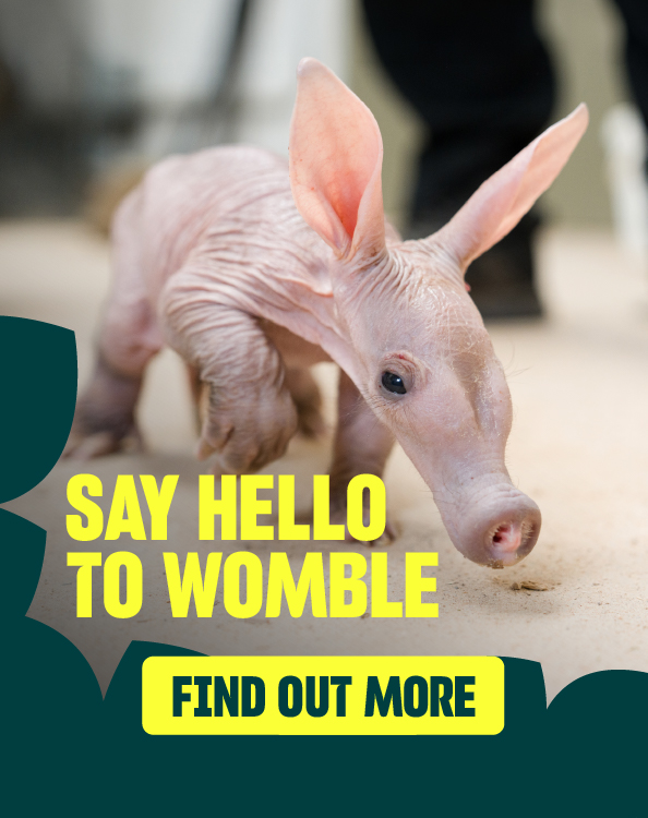 Womble