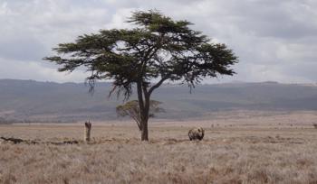 Eastern Black Rhino Africa