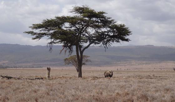 Eastern Black Rhino Africa