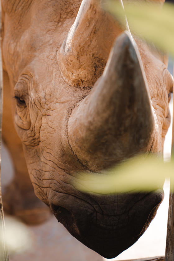 Black Rhino (2)