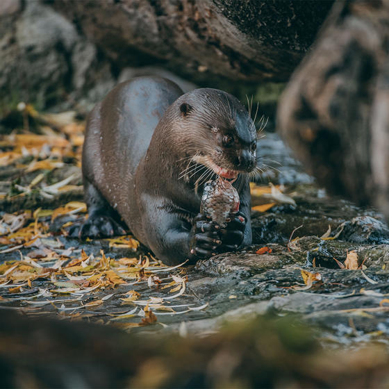 Giant Otter 1