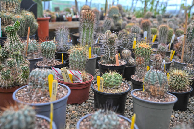 Photo shows an array of cacti in little pots on a display in the plant project at Chester Zoo. Little yellow labels stick out next to the spiky green plants