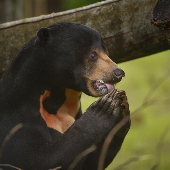 Sun Bear 3