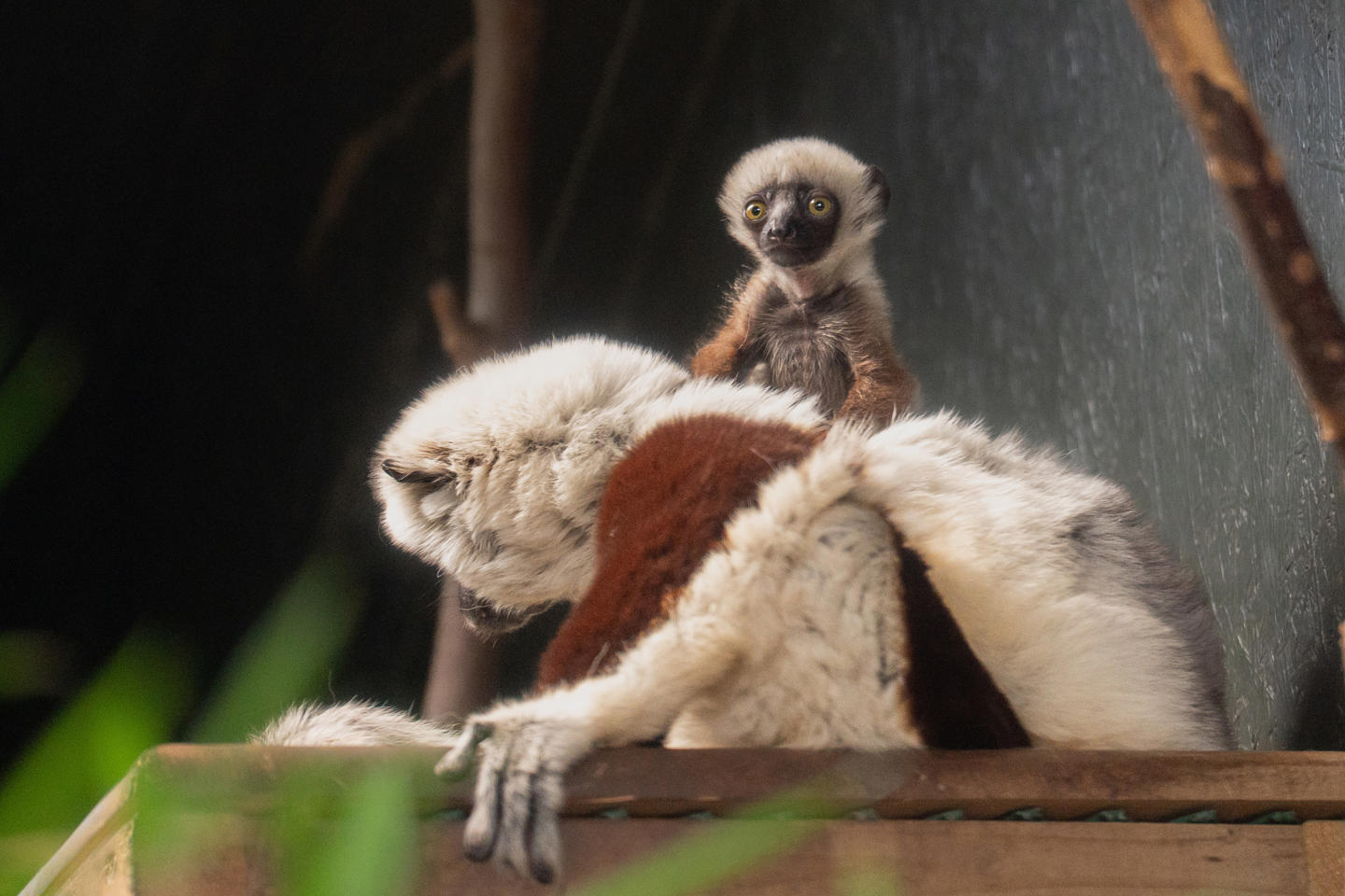 Sifaka Baby 2025 (4)