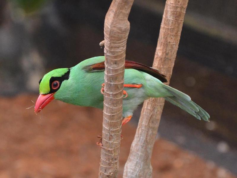 Javan Green Magpie