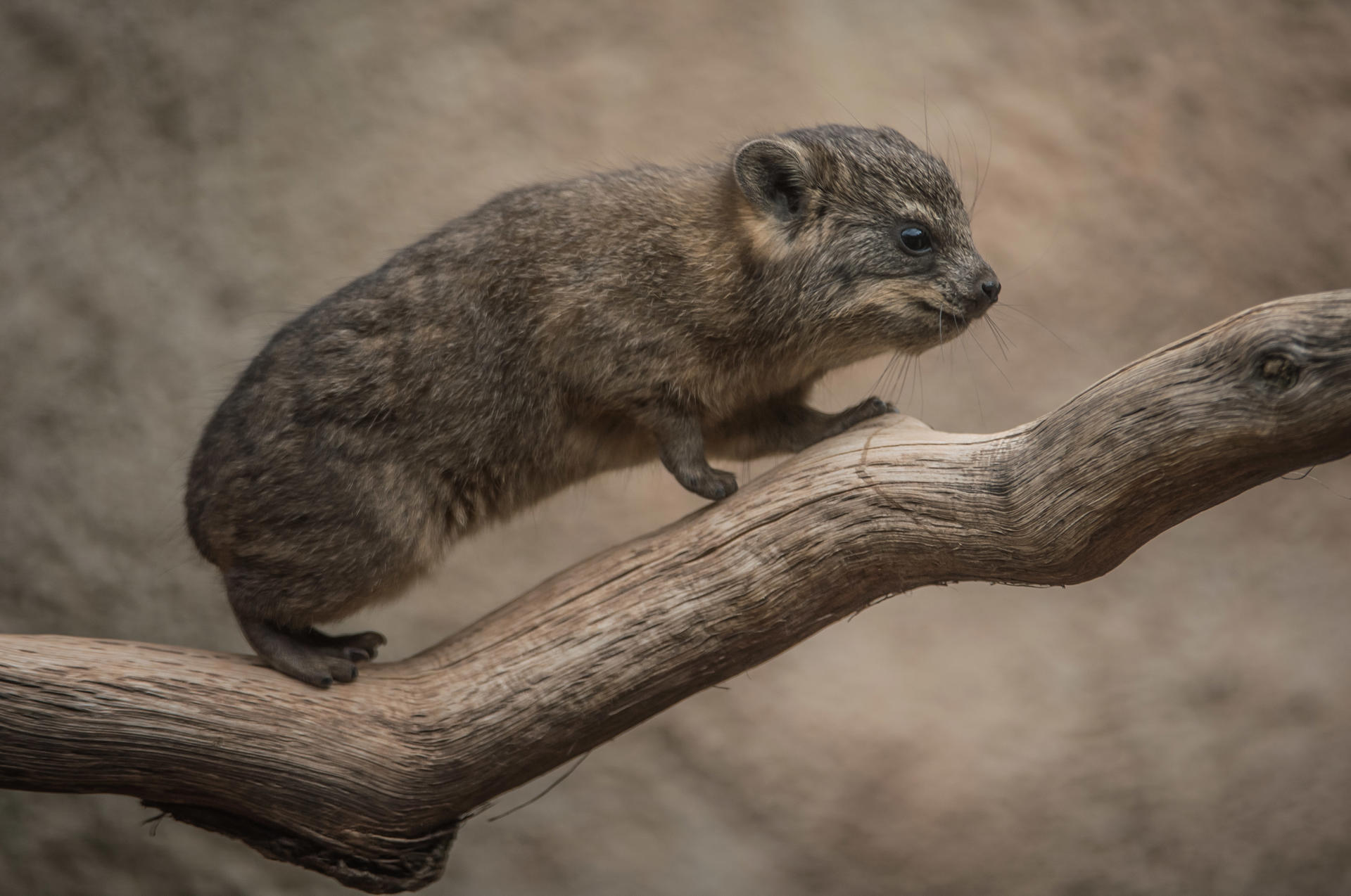 Rock Hyrax 3