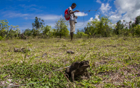 1 Toad Tracking