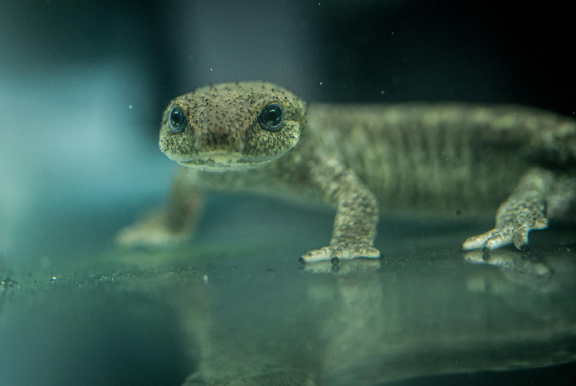 Highly Endangered Newts Born In A UK Zoo Released At Secret Site 0