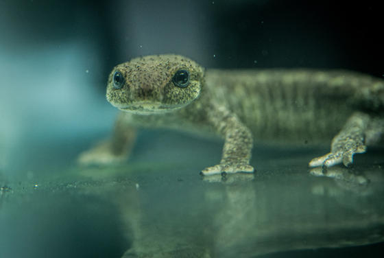 Highly Endangered Newts Born In A UK Zoo Released At Secret Site 0
