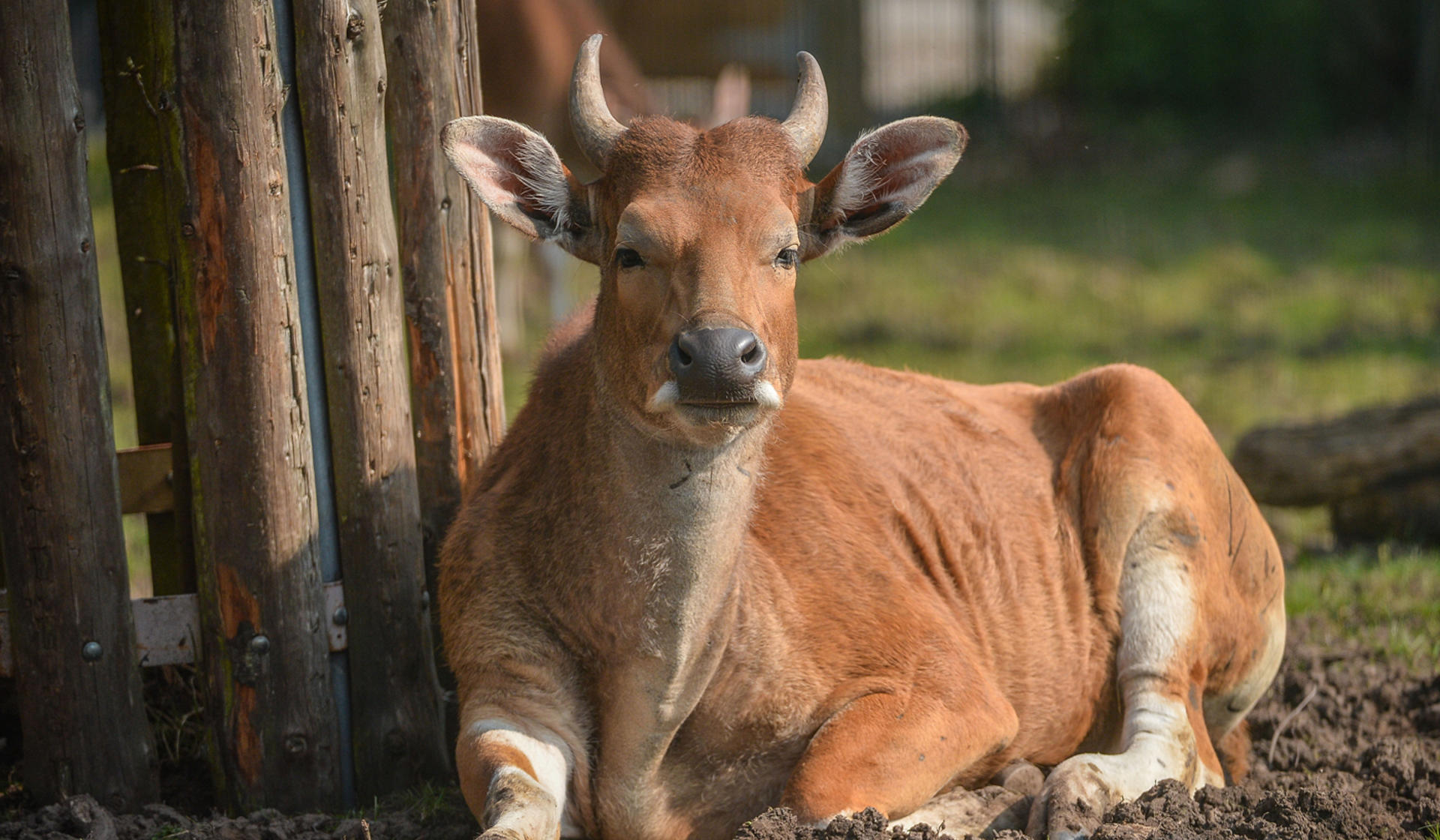 Banteng at Chester Zoo 