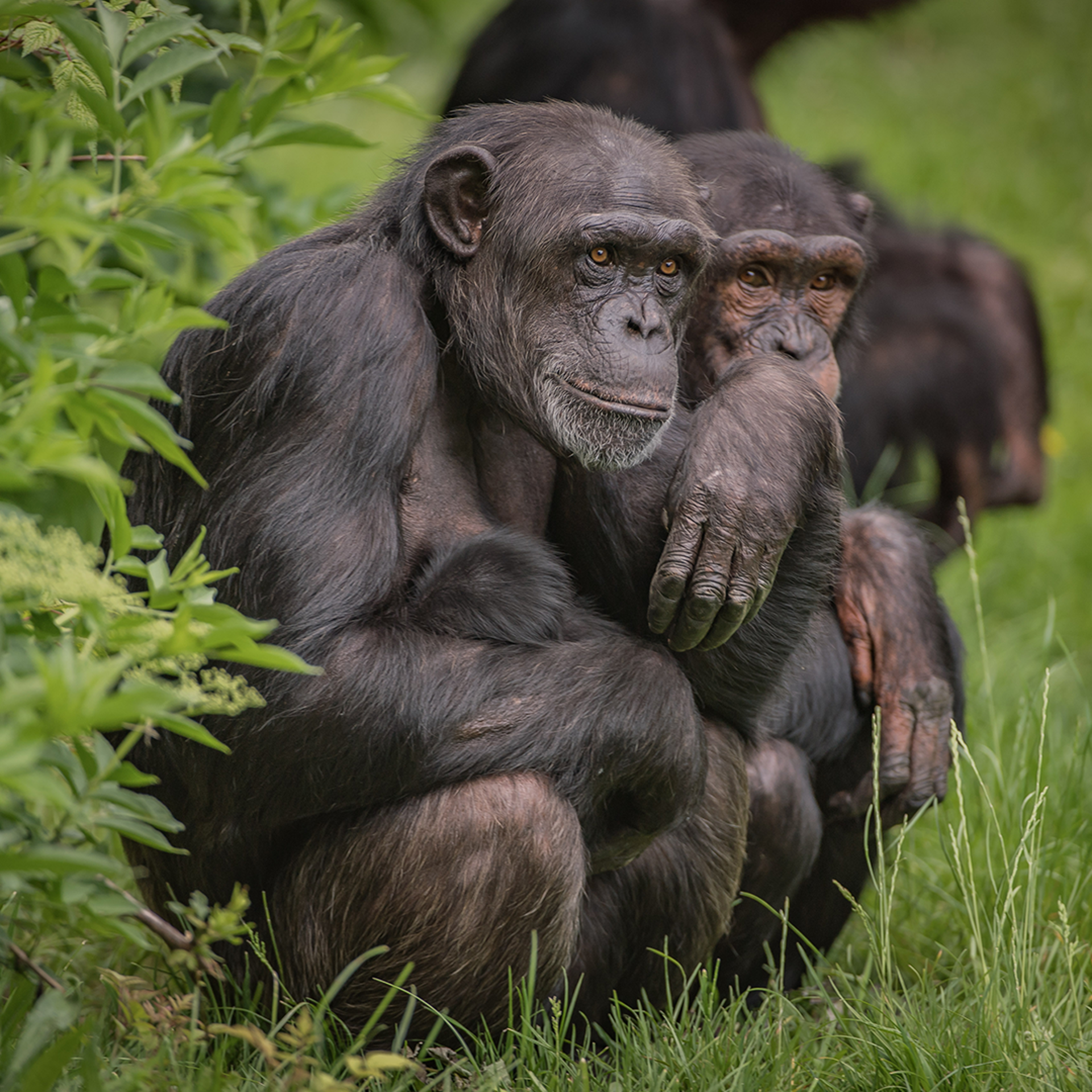 Chimpanzee Chester Zoo