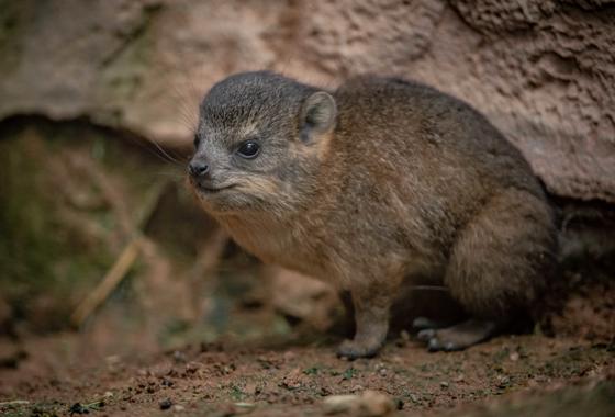 Rock Hyrax 1