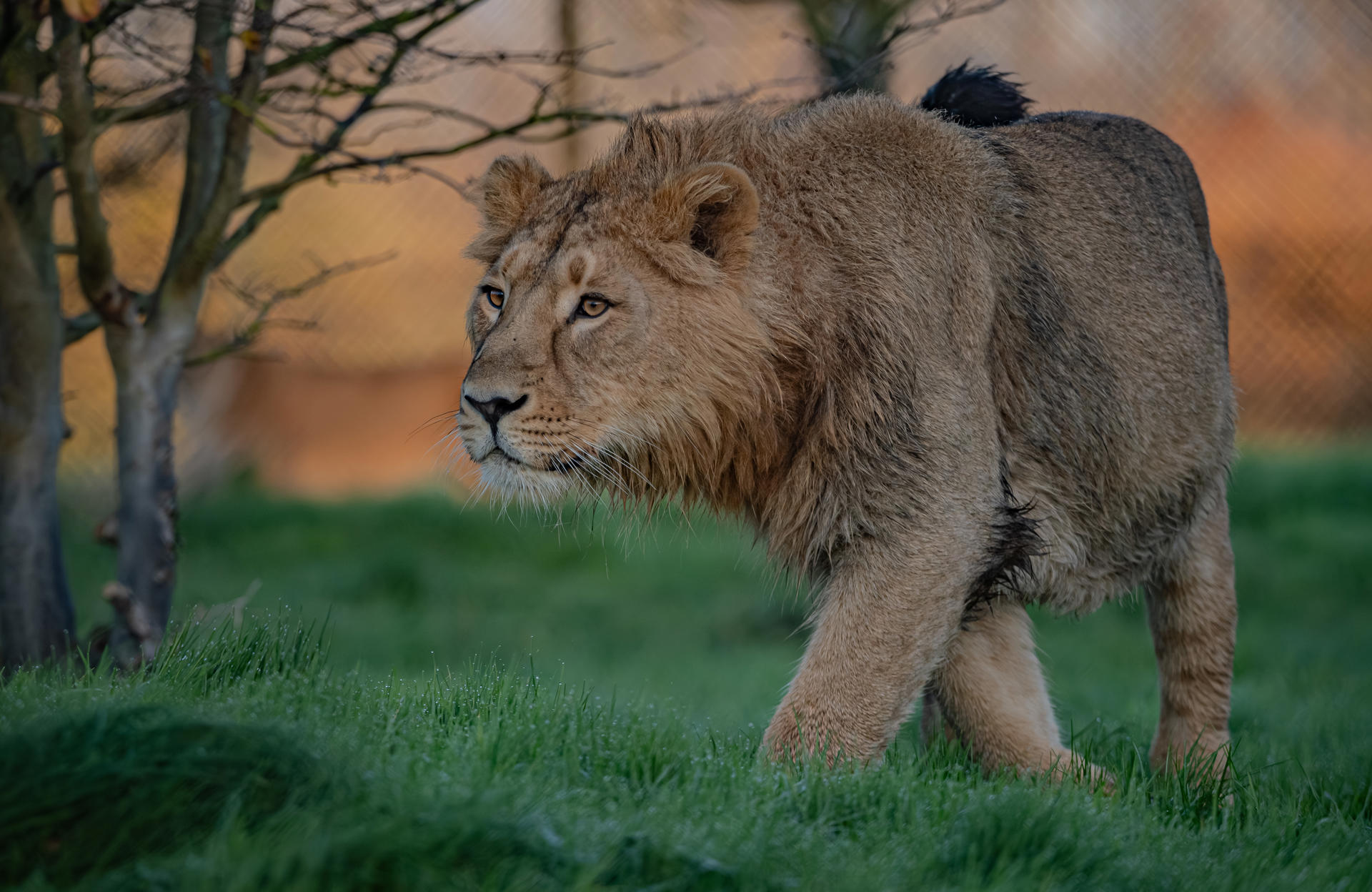 Asiatic Lion, Nilay (1)