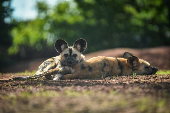 Painted Dogs